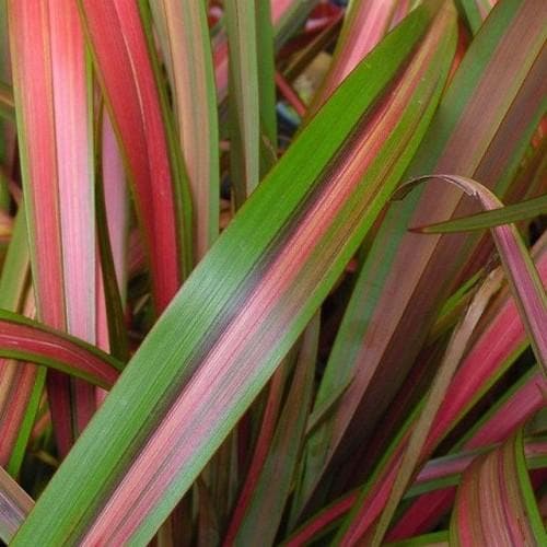  Phormium Jester