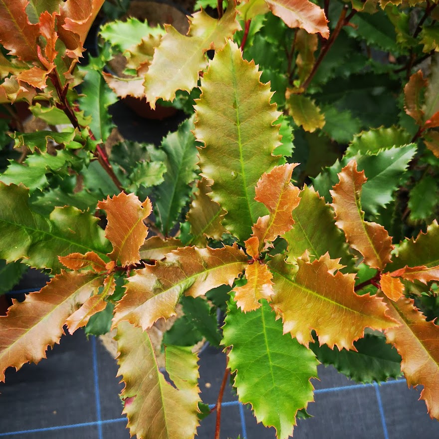  Photinia Serratifolia Crunchy