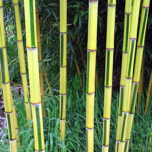  Phyllostachys Aureosulcata Spectabilis