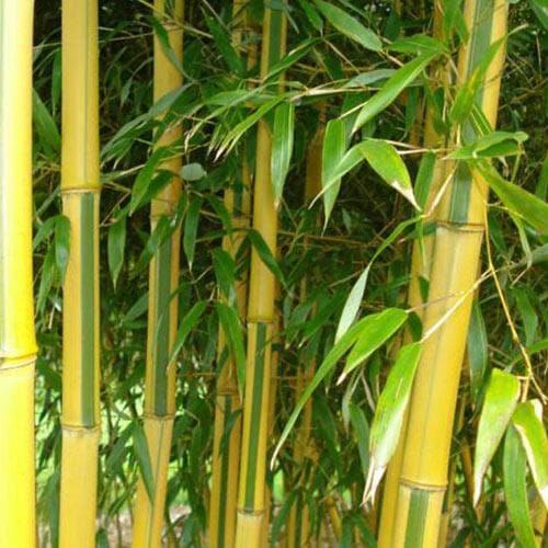  Phyllostachys Aureosulcata Spectabilis