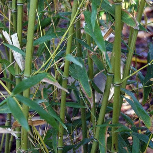  Phyllostachys Bissetii