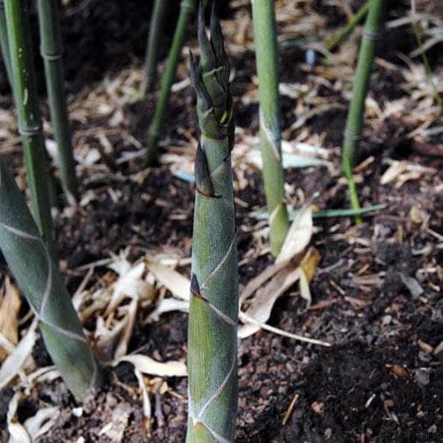  Phyllostachys Bissetii
