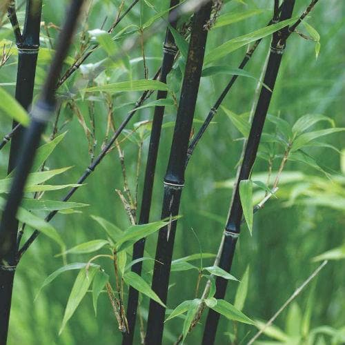  Phyllostachys Nigra Punctata