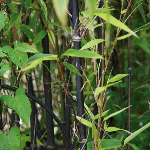  Phyllostachys Nigra Punctata