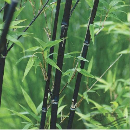  Phyllostachys Nigra Punctata