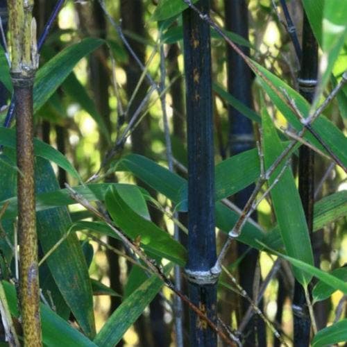  Phyllostachys Nigra Punctata