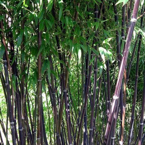  Phyllostachys Nigra Punctata