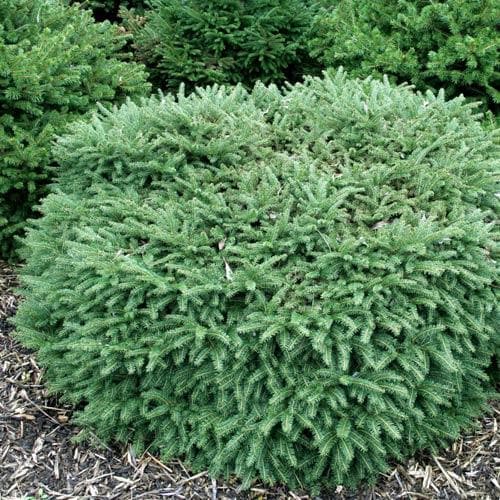  Picea Abies Nidiformis
