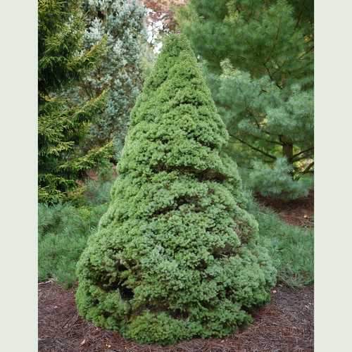  Picea Glauca Sanders Blue