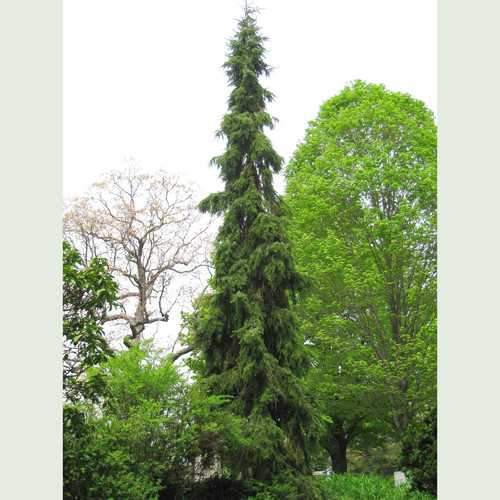  Picea Omorika Pendula - Weeping Serbian Spruce