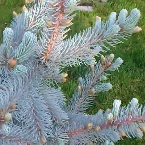  Picea Pungens Hoopsii