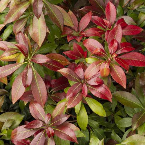  Pieris Japonica Katsura