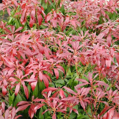  Pieris Japonica Katsura
