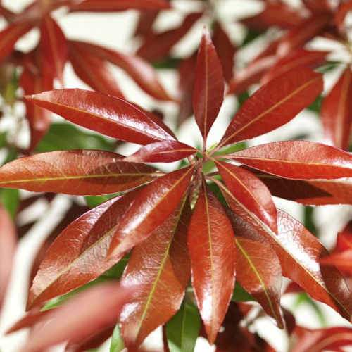  Pieris Japonica Katsura