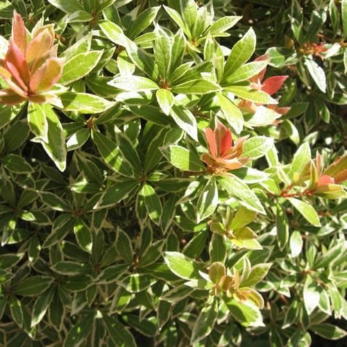  Pieris Japonica Little Heath