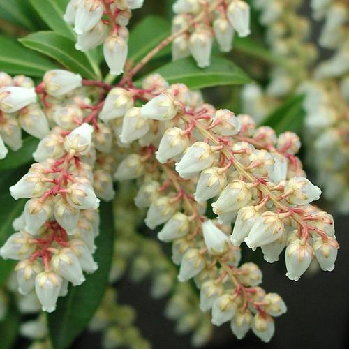  Pieris Japonica Little Heath