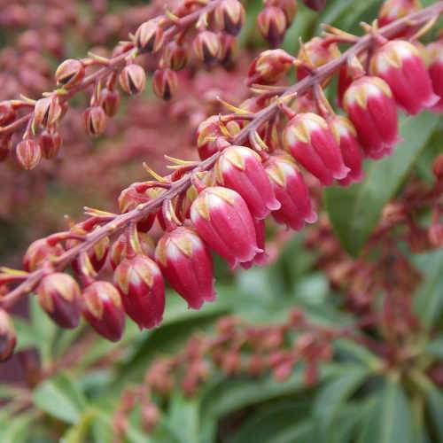  Pieris Japonica Passion