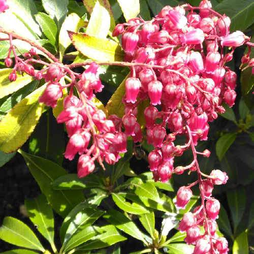  Pieris Japonica Passion