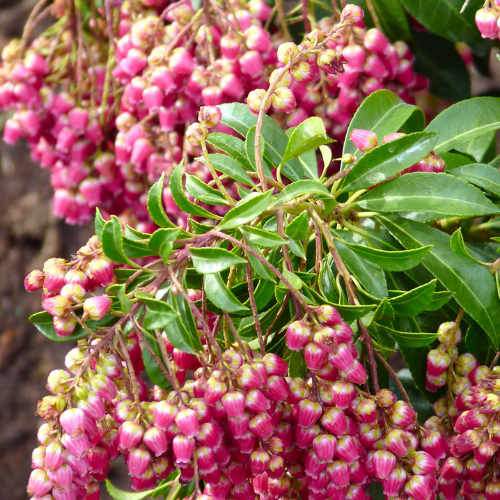  Pieris Japonica Passion