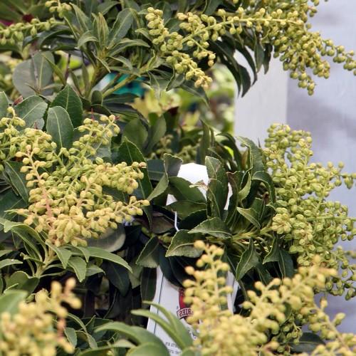  Pieris Japonica Sarabande