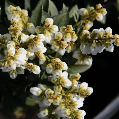  Pieris Japonica Sarabande