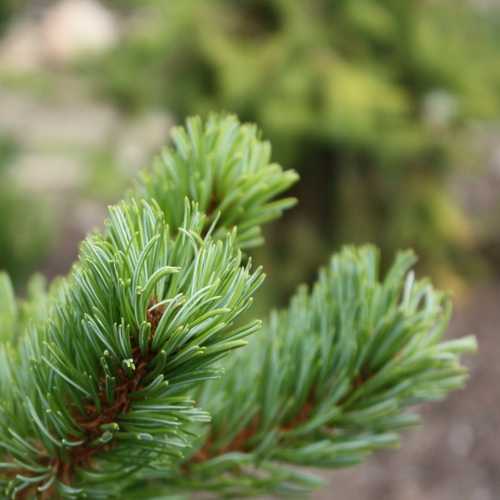  Pinus Parviflora Chikuza Goten