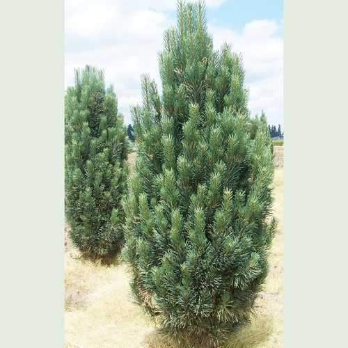  Pinus Strobus Fastigiata