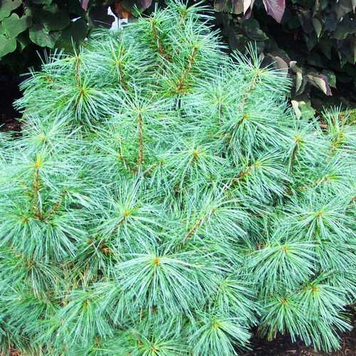  Pinus Wallichiana Nana