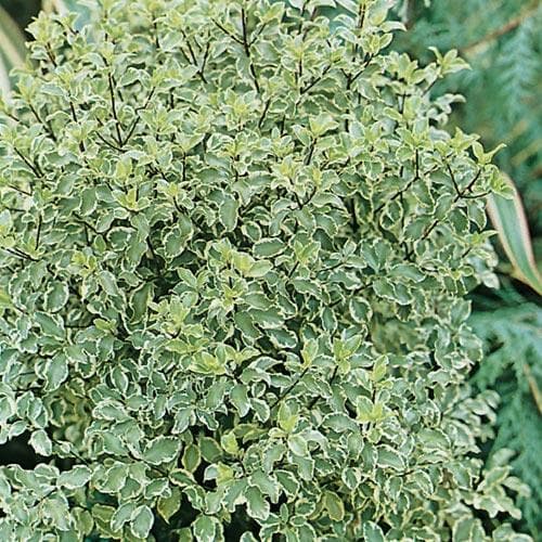  Pittosporum Tenuifolium Silver Queen