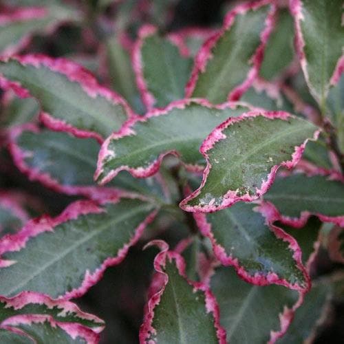  Pittosporum Tenuifolium Elizabeth
