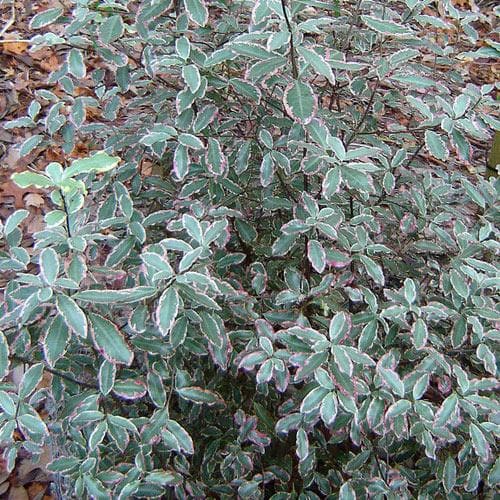  Pittosporum Tenuifolium Elizabeth
