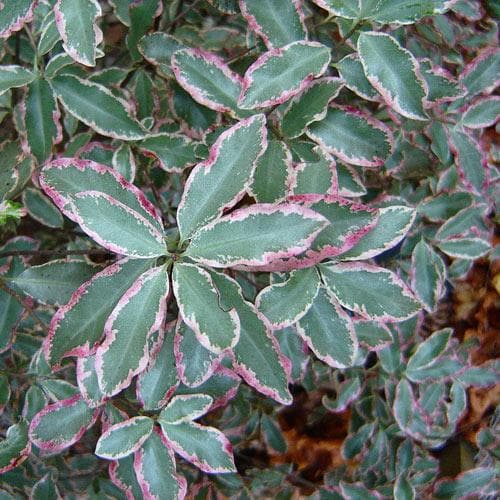  Pittosporum Tenuifolium Elizabeth