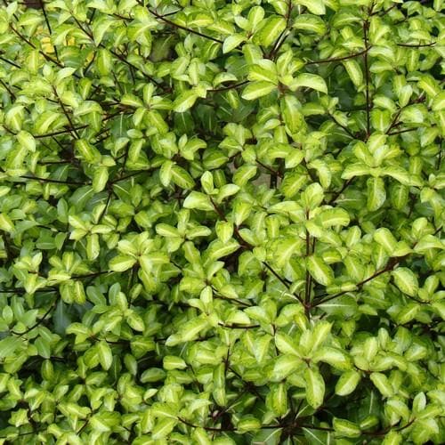  Pittosporum Tenuifolium Gold Star