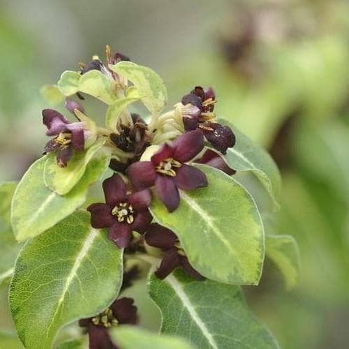  Pittosporum Tenuifolium Gold Star
