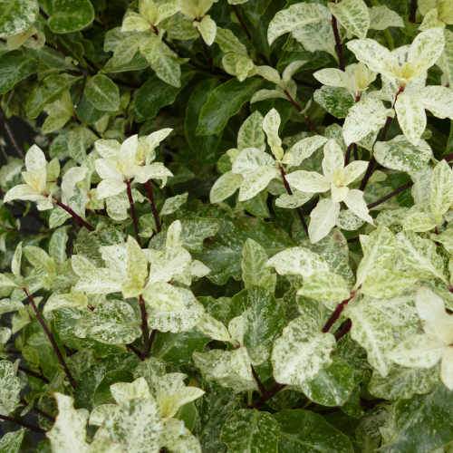  Pittosporum Tenuifolium Irene Paterson