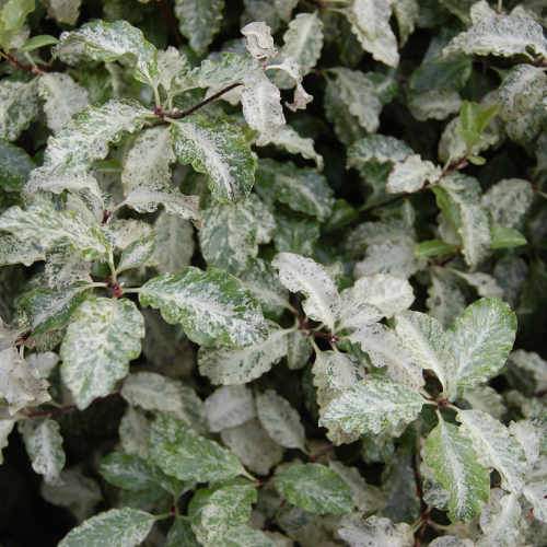  Pittosporum Tenuifolium Irene Paterson