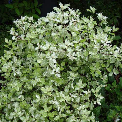  Pittosporum Tenuifolium Irene Paterson