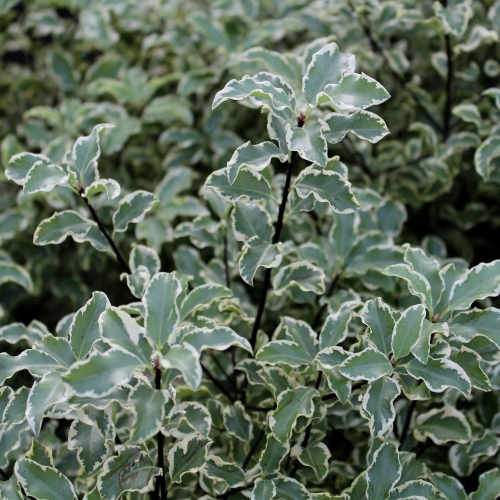  Pittosporum Tenuifolium Variegatum