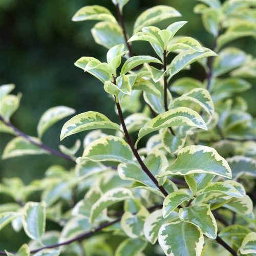 Pittosporum Tenuifolium Variegatum