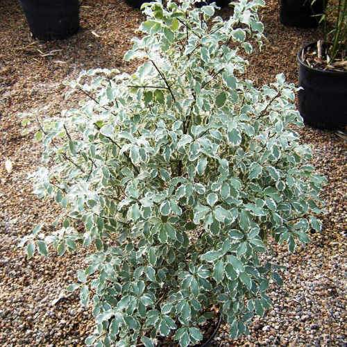  Pittosporum Tenuifolium Variegatum