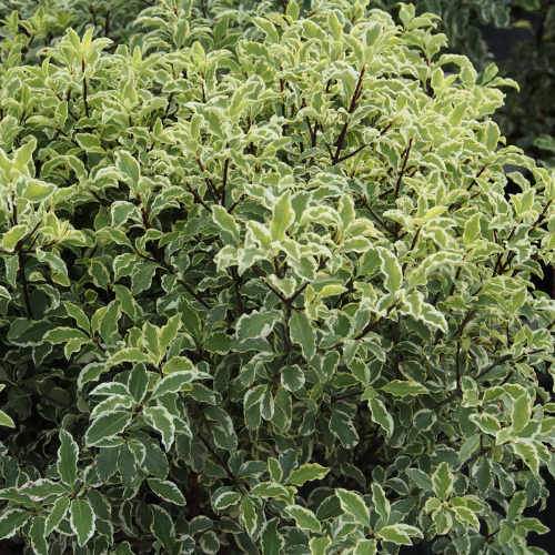  Pittosporum Tenuifolium Variegatum