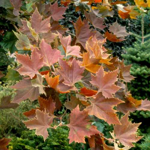  Platanus Orientalis Mirkovec