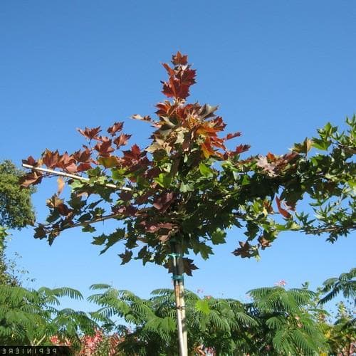  Platanus Orientalis Mirkovec