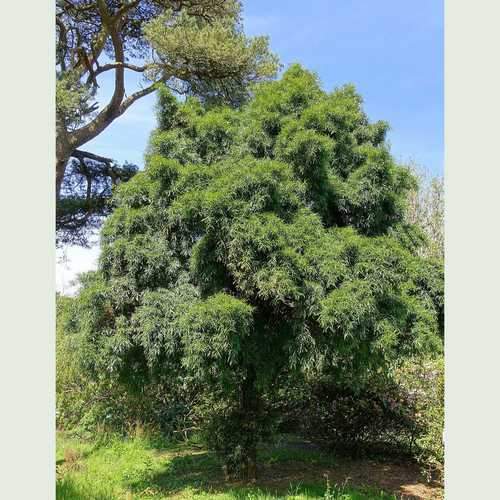  Podocarpus Salignus