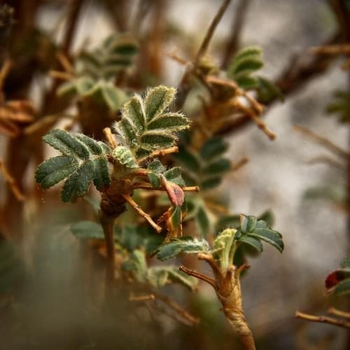  Polylepis Australis