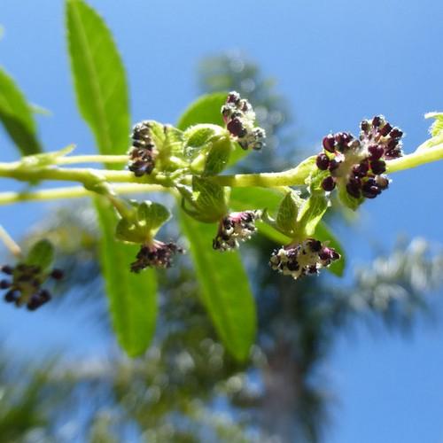  Polylepis Australis