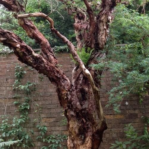  Polylepis Australis