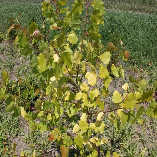  Populus Candicans Aurora - Variegated Poplar