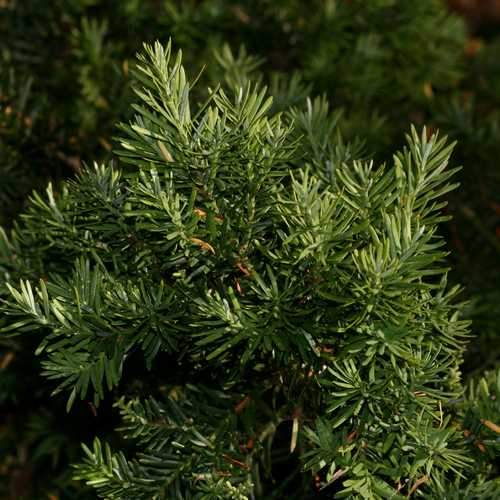  Prumnopitys Andina - Chilean Plum Yew