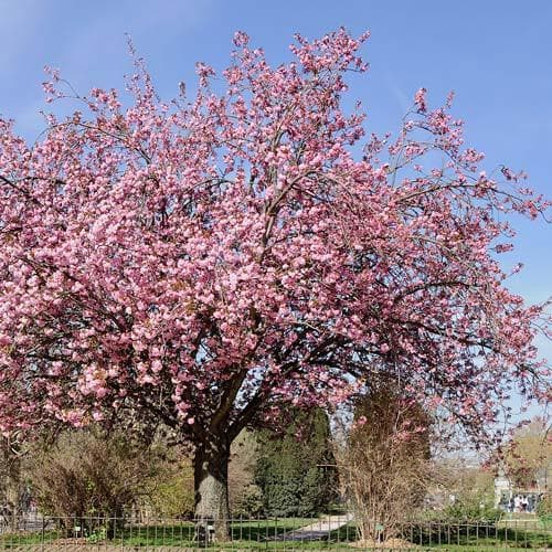  Prunus Serrulata Kanzan